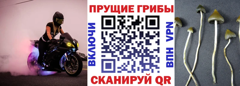 закладки  Томилино  Псилоцибиновые грибы GOLDEN TEACHER 